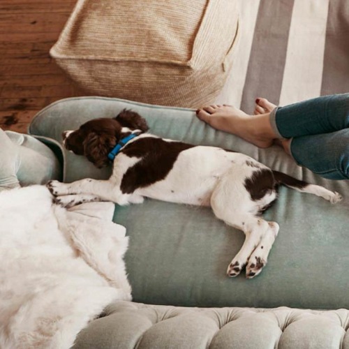 overhead view of  a woman texting as she lies on a couch with a dog at her feet